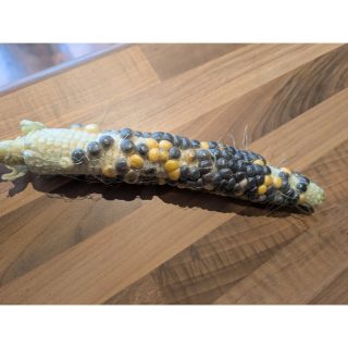 Sometimes growth doesn’t turn out the way we imagine it will. 🌽✨

I planted Fiesta corn this year, expecting a beautiful array of colours. Instead, this cob showed up, uneven, patchy, and not what I pictured. But here’s the thing: it’s still corn. It still grew. It still carries its own kind of beauty.

Life (and healing) can feel like this too. We often hold tight to an idea of how things should look. When reality doesn’t match, it’s easy to feel discouraged. But growth is rarely tidy or symmetrical. Sometimes it’s about adapting, accepting, and finding meaning in what emerges, however imperfect.

This cob is a reminder: progress doesn’t always look like the picture on the packet, but it’s still progress. 💛🌱

#counselling
#healing
#growth
#homegrown