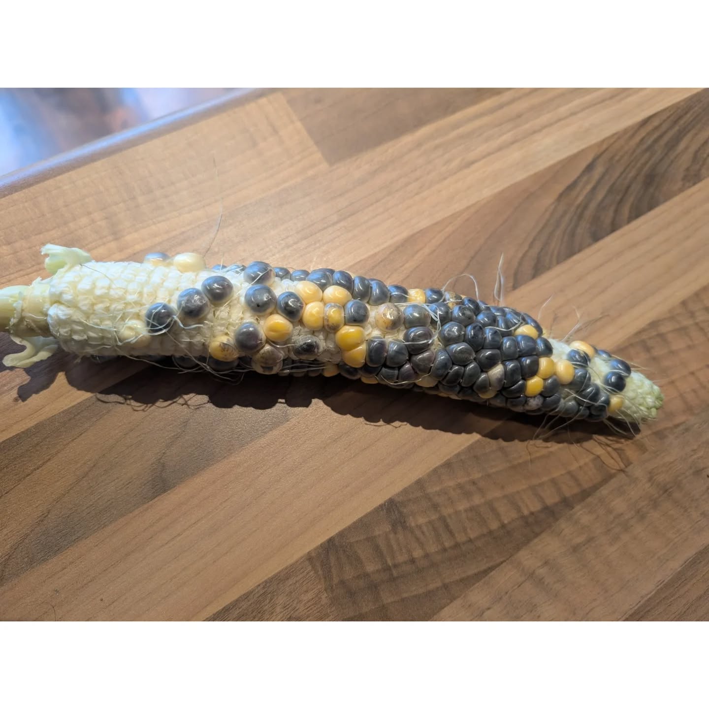 Sometimes growth doesn’t turn out the way we imagine it will. 🌽✨

I planted Fiesta corn this year, expecting a beautiful array of colours. Instead, this cob showed up, uneven, patchy, and not what I pictured. But here’s the thing: it’s still corn. It still grew. It still carries its own kind of beauty.

Life (and healing) can feel like this too. We often hold tight to an idea of how things should look. When reality doesn’t match, it’s easy to feel discouraged. But growth is rarely tidy or symmetrical. Sometimes it’s about adapting, accepting, and finding meaning in what emerges, however imperfect.

This cob is a reminder: progress doesn’t always look like the picture on the packet, but it’s still progress. 💛🌱

#counselling
#healing
#growth
#homegrown