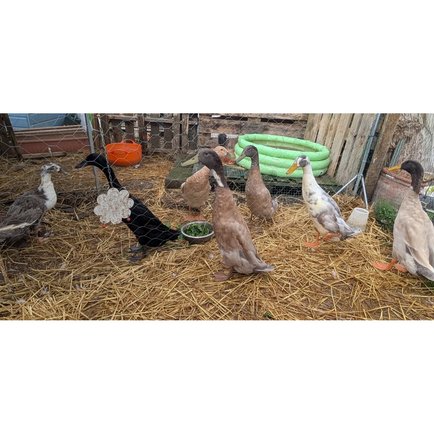 Something you may not know about me is that I decided that I was going to hatch runner ducks this year.
It was such a wonderful experience to see these babies grow from eggs that were about the size of their heads! Now I'm watching them develop their own little personalities 💛

#allotmentlife #ducks #runnerducks #familyphoto #ducksofinstagram #duckstagram