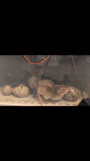 Over the past couple of days, my world got a little smaller... in the best way.
A 2 day-old quail. Tiny, soft, impossibly fragile, and very much alive.

When the big things feel overwhelming; the uncertainty, the decisions, the fears that feel too heavy to hold, sometimes the most regulating thing we can do is bring our focus right down to what’s small and present.

A warm body.
A steady breath.
A moment of care.

These little quail don't know about tomorrow, or next week, or the things that keep adults awake at night. Their whole world is now: warmth, safety, nourishment.

And maybe that’s the invitation for us too.
Not to minimise the big, scary things, but to anchor ourselves in something small enough to hold when everything else feels like too much.

#counselling #therapyreflections #grounding #nervoussystemcare #mindfulness